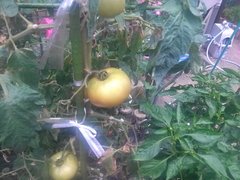 IMG00822.jpg